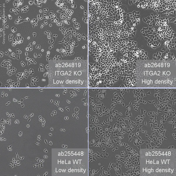 Cell Culture - Human ITGA2 (CD49b) knockout HeLa cell line (AB264819)