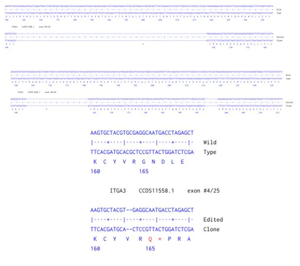 Next Generation Sequencing - Human ITGA3 knockout A549 cell line (AB301010)