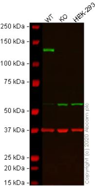 Western blot - Human ITGA6 (Integrin alpha 6) knockout HeLa cell lysate (AB256957), expandable thumbnail