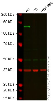 Western blot - Human ITGA6 (Integrin alpha 6) knockout HeLa cell lysate (AB256957), expandable thumbnail