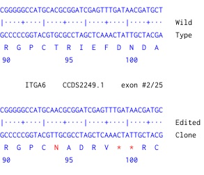 Next Generation Sequencing - Human ITGA6 (Integrin alpha 6) knockout SW480 cell line (AB273699)