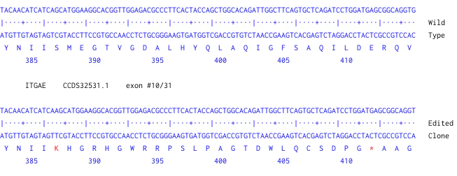 Next Generation Sequencing - Human ITGAE knockout HeLa cell line (AB274915)