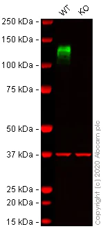 Western blot - Human ITGB1 (CD29) knockout HCT116 cell line (AB273724)