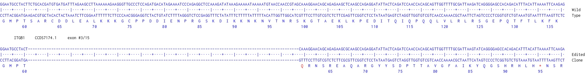 Human ITGB1 knockout MCF7 cell line
