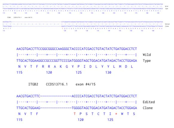 Next Generation Sequencing - Human ITGB2 knockout A549 cell line (AB301015)