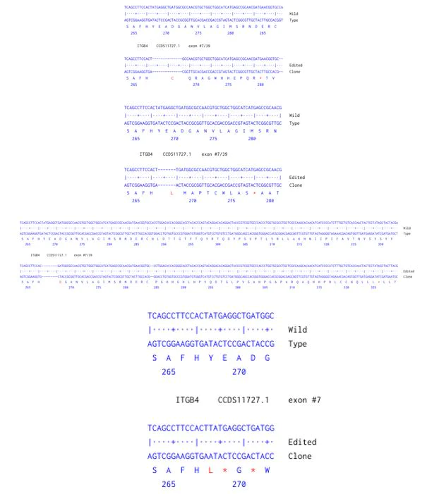 Next Generation Sequencing - Human ITGB4 knockout A549 cell line (AB301019)