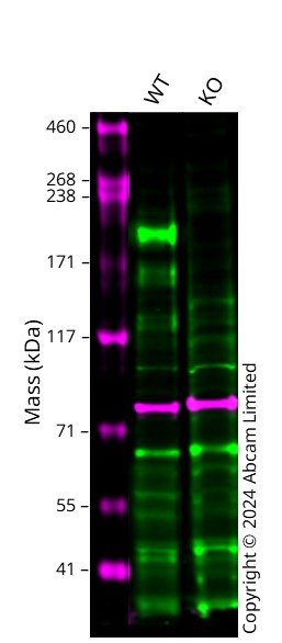 Human ITGB4 knockout A549 cell line