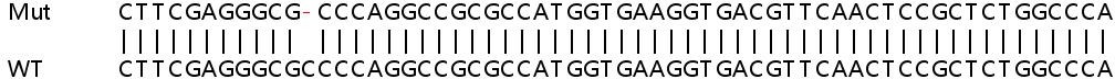 Sanger Sequencing - Human ITM2B knockout HeLa cell line (AB266032), expandable thumbnail