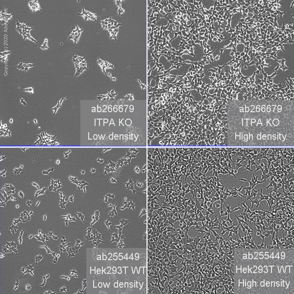 Cell Culture - Human ITPA knockout HEK-293T cell line (AB266679)