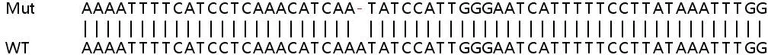 Sanger Sequencing - Human IVNS1ABP (Influenza Virus NS1A Binding Protein) knockout HeLa cell line (AB265837)