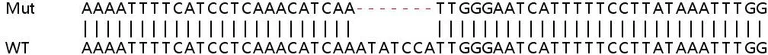 Sanger Sequencing - Human IVNS1ABP (Influenza Virus NS1A Binding Protein) knockout HeLa cell line (AB265837)