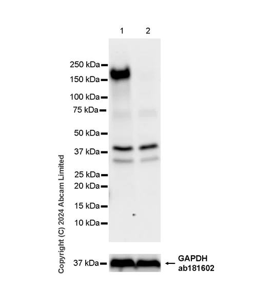 Western blot - Human JAG2 (Jagged 2) knockout HeLa cell line (AB265966)