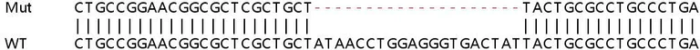 Sanger Sequencing - Human JAG2 (Jagged 2) knockout HeLa cell lysate (AB257487)