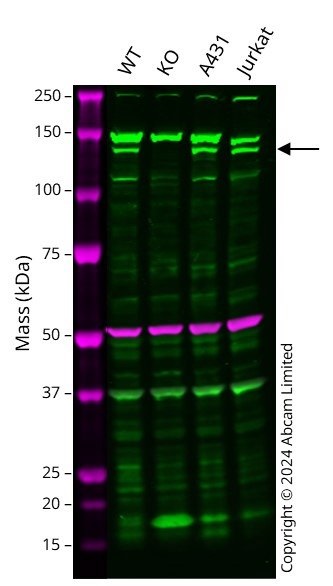 Western blot - Human JAK1 knockout HCT116 cell line (AB286460), expandable thumbnail