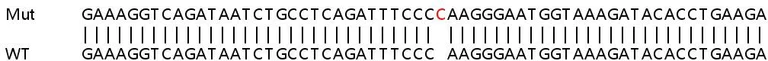 Sanger Sequencing - Human JAK2 knockout A549 cell line (AB267113)