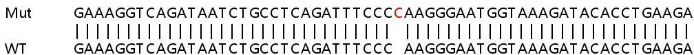 Sanger Sequencing - Human JAK2 knockout A549 cell lysate (AB256963), expandable thumbnail