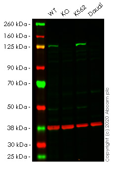 Western blot - Human JAK2 knockout A549 cell lysate (AB256963), expandable thumbnail