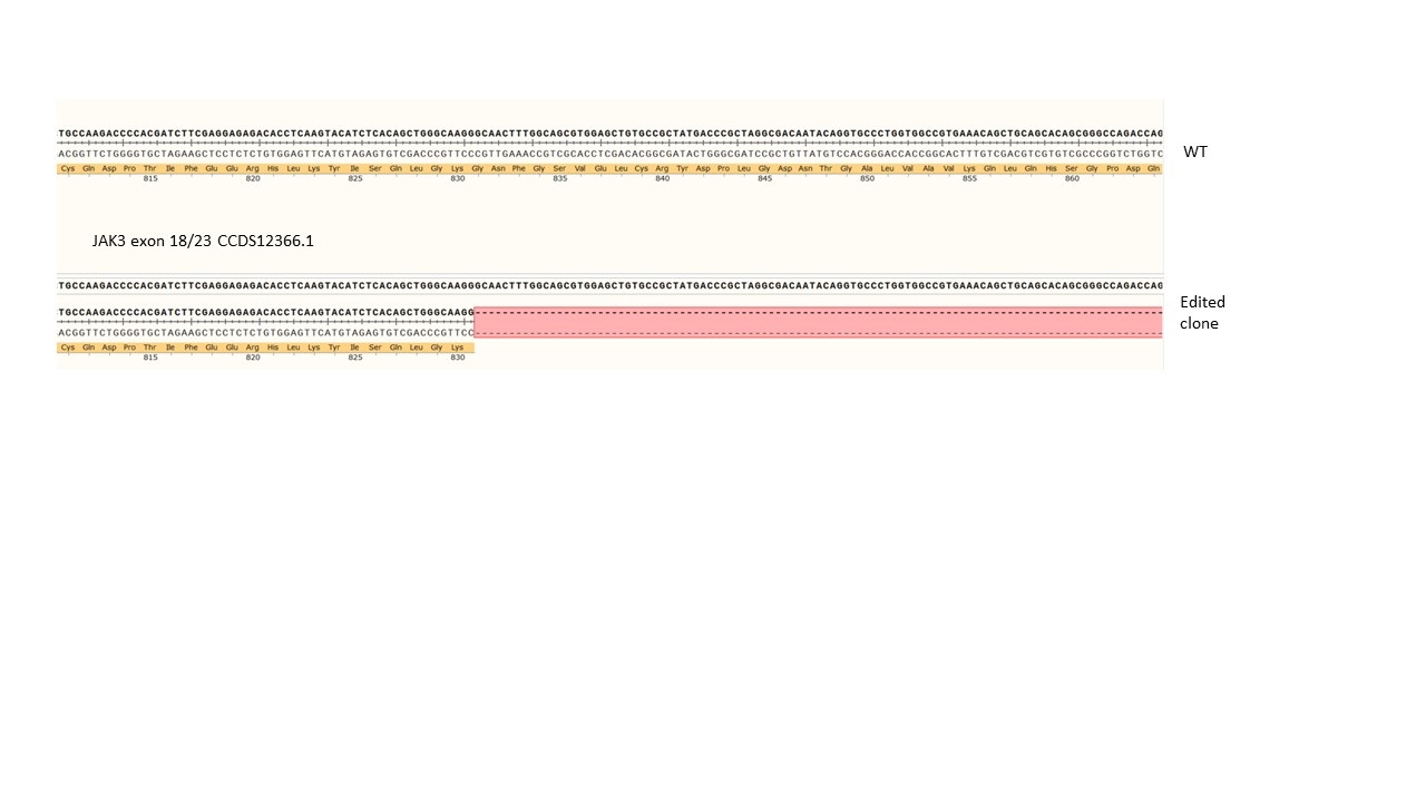Next Generation Sequencing - Human JAK3 knockout A549 cell line (AB286649), expandable thumbnail