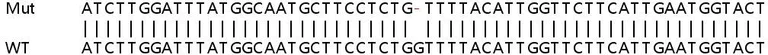 Sanger Sequencing - Human JKAMP knockout HeLa cell line (AB265992)