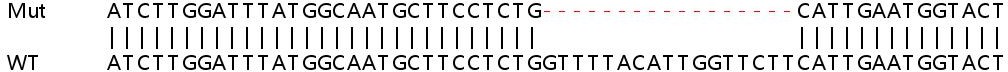 Sanger Sequencing - Human JKAMP knockout HeLa cell line (AB265992)