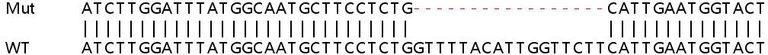 Sanger Sequencing - Human JKAMP knockout HeLa cell line (AB265992)