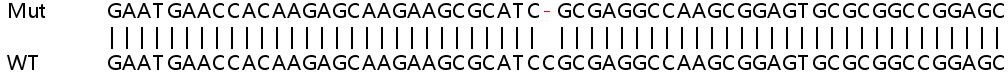 Human JMJD6 knockout HEK-293T cell line
