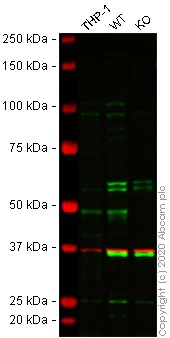 Western blot - Human JMJD6 knockout HEK-293T cell lysate (AB257490)