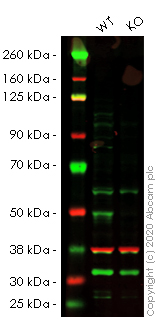 Western blot - Human JMJD6 knockout HEK-293T cell lysate (AB257490)