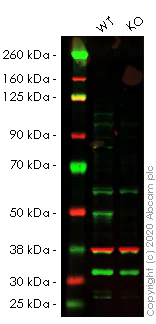 Western blot - Human JMJD6 knockout HEK-293T cell lysate (AB257490)