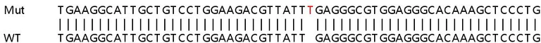 Sanger Sequencing - Human JOSD1 knockout HEK-293T cell line (AB267332)