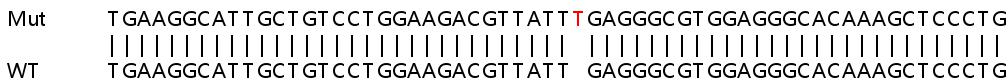 Sanger Sequencing - Human JOSD1 knockout HEK-293T cell lysate (AB258930), expandable thumbnail