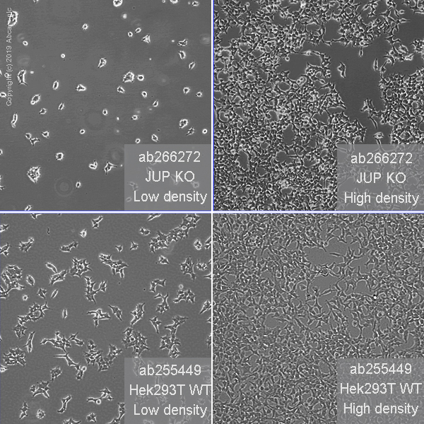 Cell Culture - Human JUP (gamma Catenin) knockout HEK-293T cell line (AB266272), expandable thumbnail