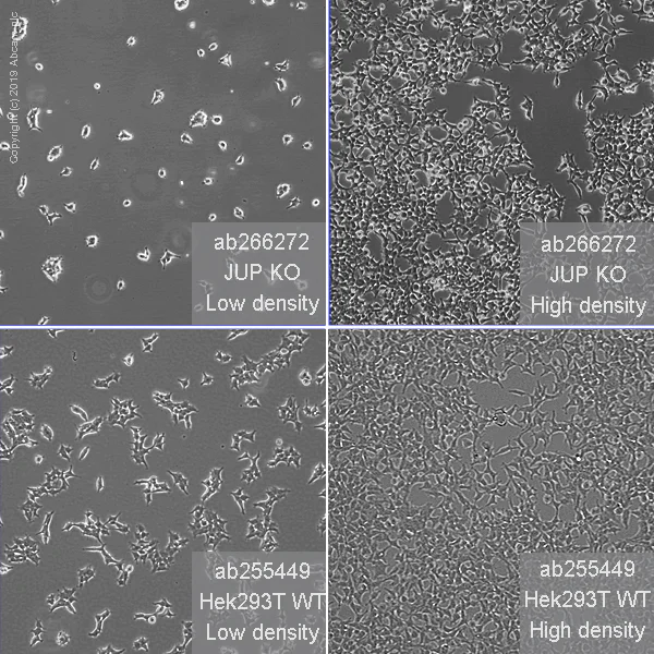 Cell Culture - Human JUP (gamma Catenin) knockout HEK-293T cell line (AB266272)