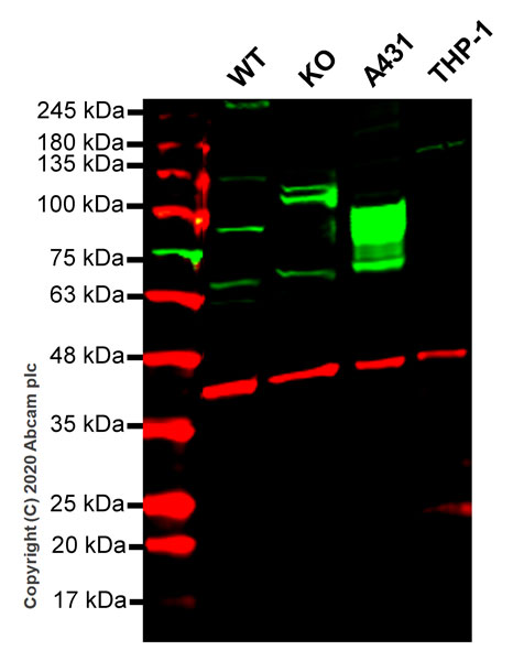 Western blot - Human JUP (gamma Catenin) knockout HEK-293T cell line (AB266272), expandable thumbnail