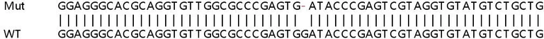 Sanger Sequencing - Human JUP (gamma Catenin) knockout HEK-293T cell lysate (AB257269)