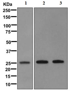 Western blot - Anti-Human Kappa Chain antibody [EPR11633] - BSA and Azide free (AB249559)