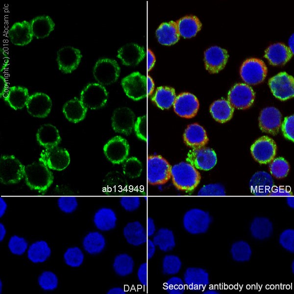 Immunocytochemistry/ Immunofluorescence - Anti-Human Kappa Chain antibody [EPR5539-71-8] - BSA and Azide free (AB211641)