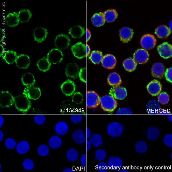 Immunocytochemistry/ Immunofluorescence - Anti-Human Kappa Chain antibody [EPR5539-71-8] - BSA and Azide free (AB211641)