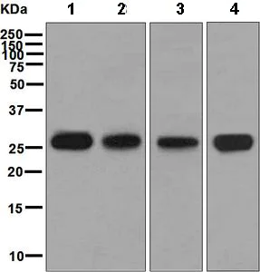 Western blot - Anti-Human Kappa Chain antibody [EPR5539-71-8] - BSA and Azide free (AB211641)