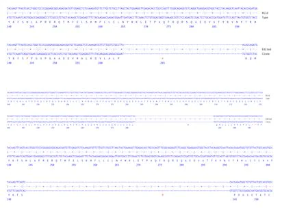 Next Generation Sequencing - Human KAT2A knockout A549 cell line (AB287576)