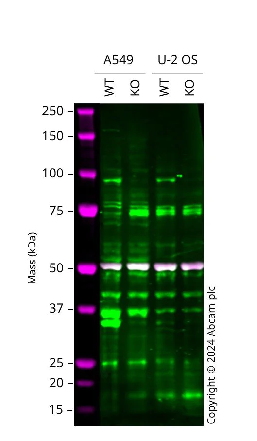 Western blot - Human KAT2A knockout A549 cell line (AB287576)