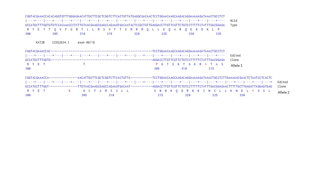 Human KAT2B knockout HCT116 cell line