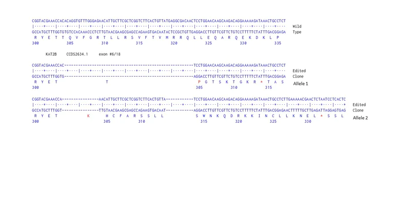 Next Generation Sequencing - Human KAT2B knockout HCT116 cell line (AB287581)