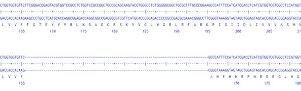 Next Generation Sequencing - Human KCNQ1 knockout A549 cell line (AB301028)