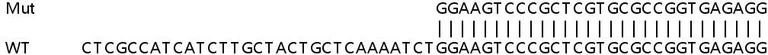 Sanger Sequencing - Human KDELR1 (KDEL Receptor) knockout HEK-293T cell lysate (AB257492)