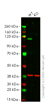 Western blot - Human KDM1A (LSD1) knockout HeLa cell line (AB265790), expandable thumbnail
