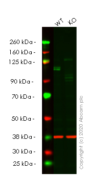 Western blot - Human KDM1A (LSD1) knockout HeLa cell line (AB265790), expandable thumbnail