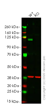 Western blot - Human KDM1A (LSD1) knockout HeLa cell lysate (AB256965)