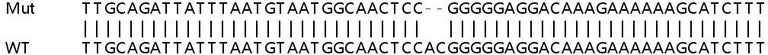 Sanger Sequencing - Human KDM1B (LSD2 / AOF1) knockout HeLa cell lysate (AB258016)