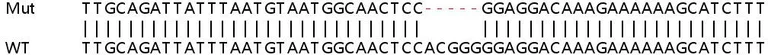 Sanger Sequencing - Human KDM1B (LSD2 / AOF1) knockout HeLa cell lysate (AB258016)